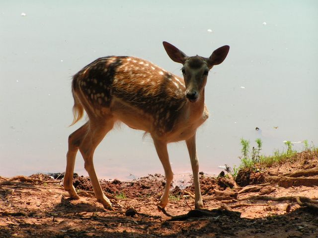 Click to display next picture