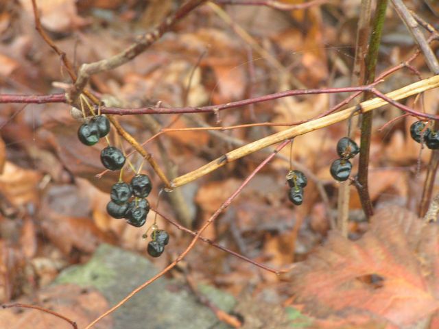 Click to display next picture