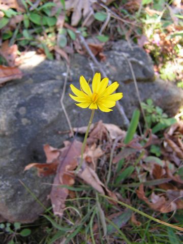 Click to display next picture