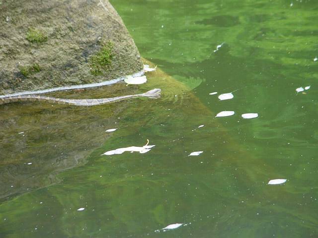 Click to display next picture