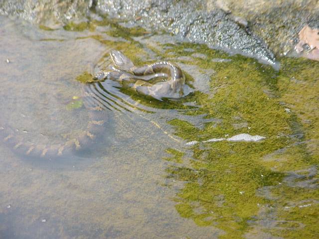 Click to display next picture