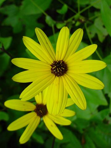 Click to display next picture