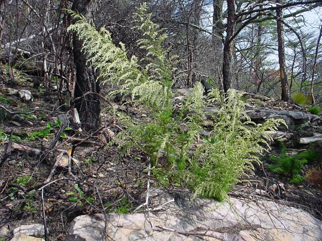 Click to display next picture